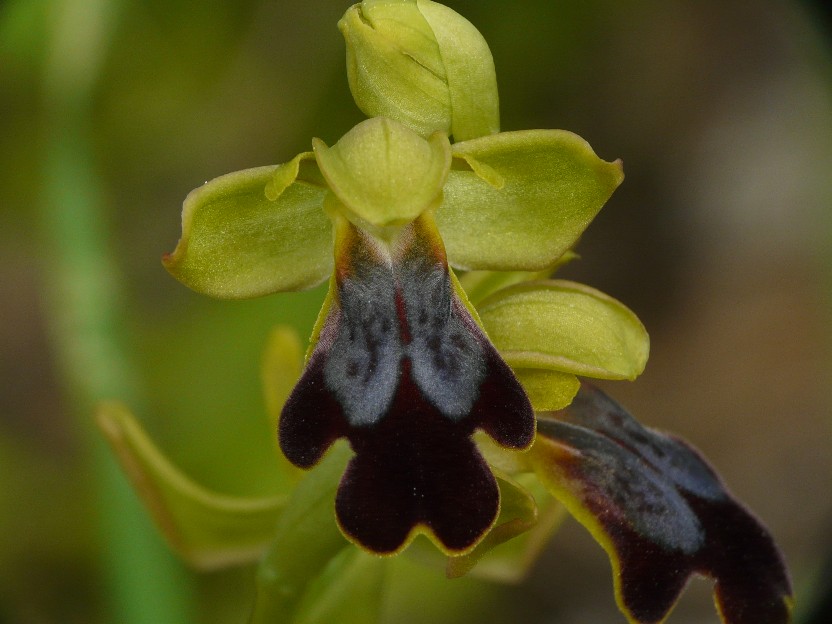 Ophrys iricolor subsp. eleonorae